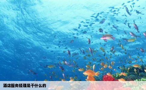 酒店服务经理是干什么的