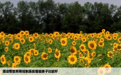 酒店智能照明控制系统哪些牌子比较好