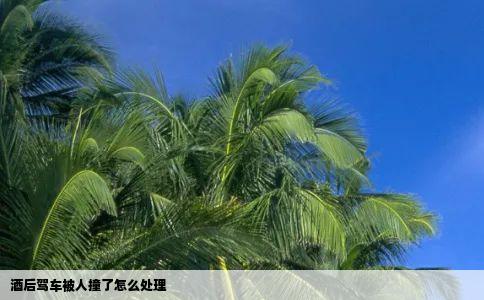酒后驾车被人撞了怎么处理