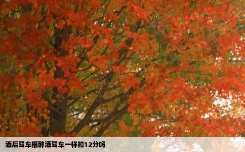 酒后驾车根醉酒驾车一样扣12分吗