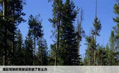酒后驾驶的驾驶证吊销了怎么办