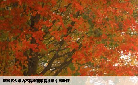 酒驾多少年内不得重新取得机动车驾驶证