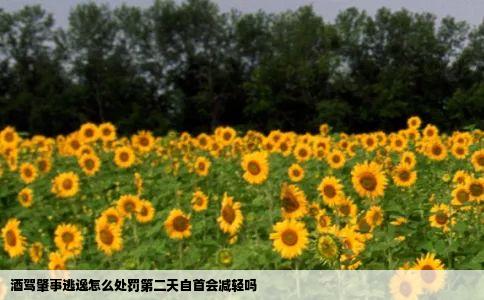 酒驾肇事逃逸怎么处罚第二天自首会减轻吗