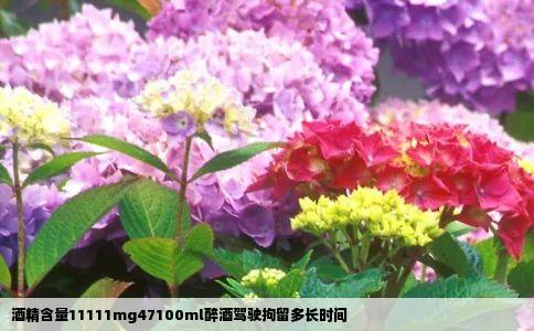 酒精含量11111mg47100ml醉酒驾驶拘留多长时间