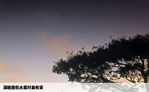 酒精撒在水里对鱼有害