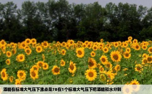 酒精在标准大气压下沸点是78在1个标准大气压下把酒精和水分别