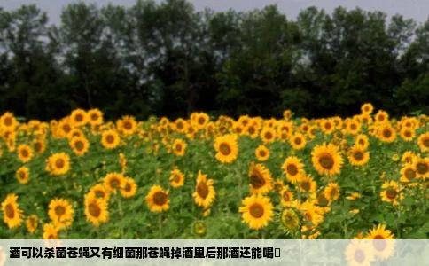 酒可以杀菌苍蝇又有细菌那苍蝇掉酒里后那酒还能喝庅