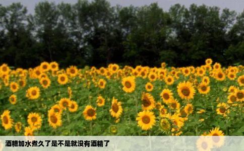 酒糟加水煮久了是不是就没有酒精了