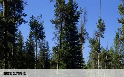 酒糟怎么弄好吃