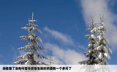 急我喝了泡有何首乌茯苓生地的药酒有一个多月了