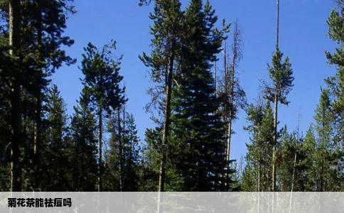 菊花茶能祛痘吗