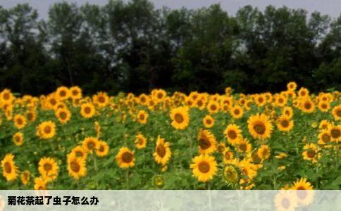 菊花茶起了虫子怎么办