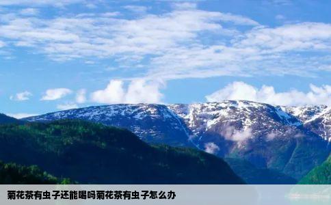 菊花茶有虫子还能喝吗菊花茶有虫子怎么办