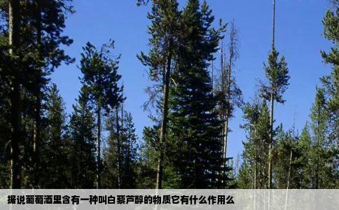 据说葡萄酒里含有一种叫白藜芦醇的物质它有什么作用么