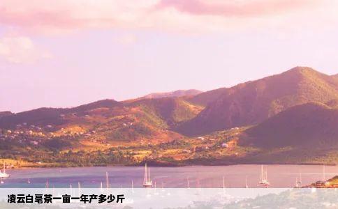 凌云白毫茶一亩一年产多少斤