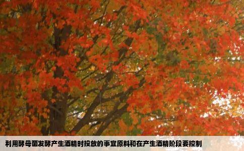 利用酵母菌发酵产生酒精时投放的适宜原料和在产生酒精阶段要控制