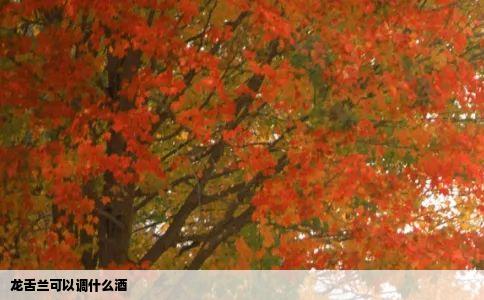龙舌兰可以调什么酒