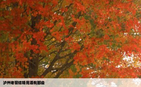 泸州老窖结婚用酒有那些