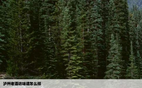 泸州老酒坊味道怎么样