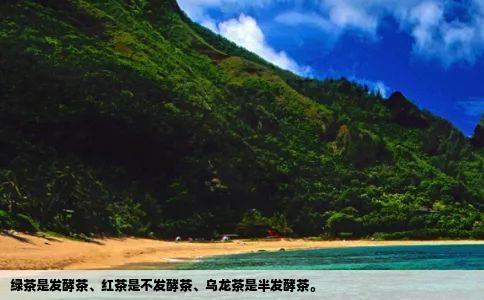 绿茶是发酵茶红茶是不发酵茶乌龙茶是半发酵茶