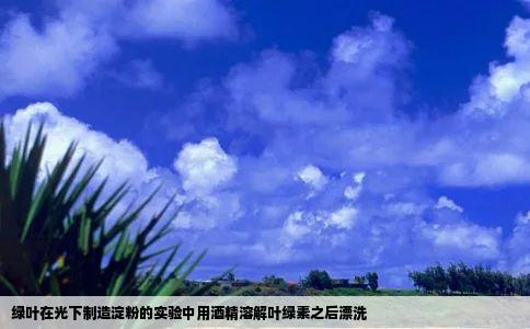 绿叶在光下制造淀粉的实验中用酒精溶解叶绿素之后漂洗