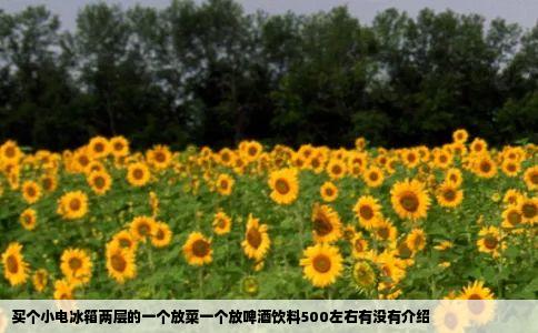 买个小电冰箱两层的一个放菜一个放啤酒饮料500左右有没有介绍