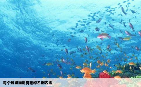 每个省里面都有哪种名烟名酒