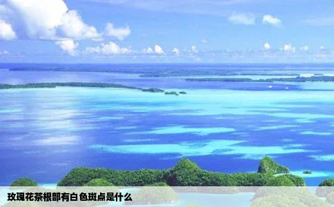 玫瑰花茶根部有白色斑点是什么