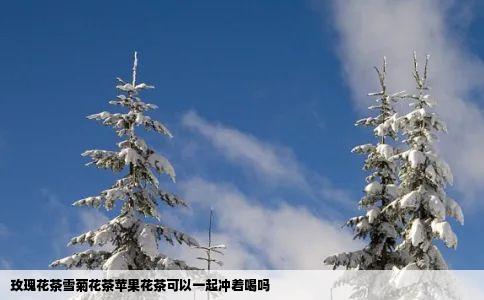 玫瑰花茶雪菊花茶苹果花茶可以一起冲着喝吗