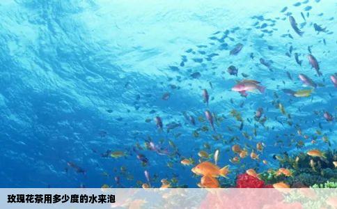 玫瑰花茶用多少度的水来泡