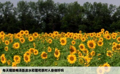 每天喝酸梅汤陈皮水和菊花茶对人身体好吗