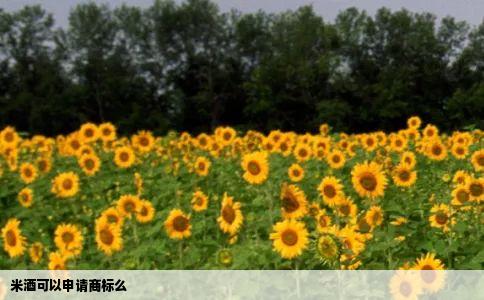 米酒可以申请商标么