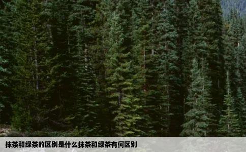 抹茶和绿茶的区别是什么抹茶和绿茶有何区别
