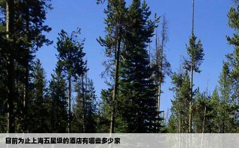 目前为止上海五星级的酒店有哪些多少家