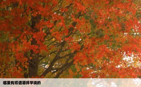 哪里有招调酒师学徒的