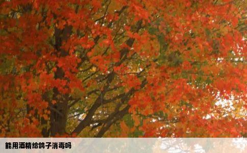 能用酒精给鸽子消毒吗