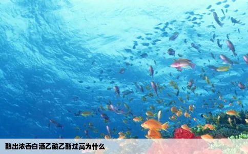 酿出浓香白酒乙酸乙酯过高为什么