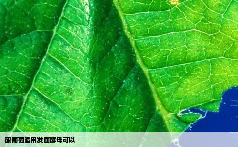 酿葡萄酒用发面酵母可以