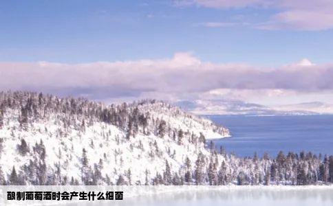 酿制葡萄酒时会产生什么细菌