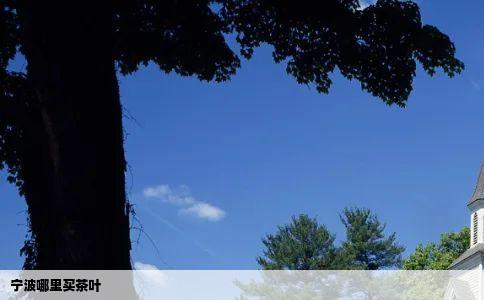 宁波哪里买茶叶