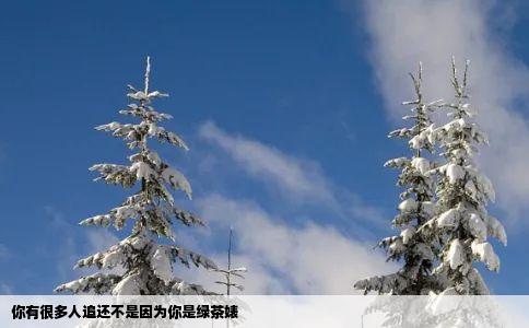 你有很多人追还不是因为你是绿茶婊