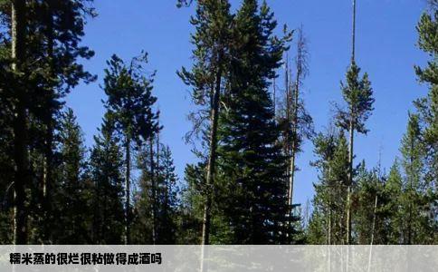 糯米蒸的很烂很粘做得成酒吗