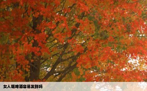 女人喝啤酒容易发胖吗