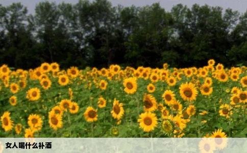 女人喝什么补酒
