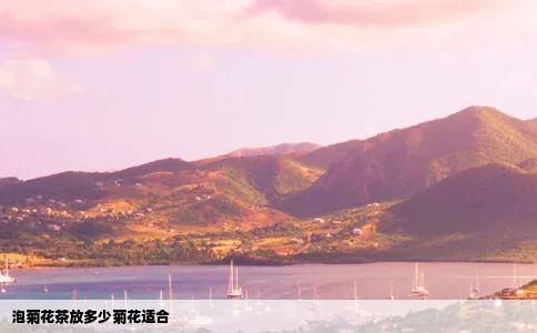 泡菊花茶放多少菊花适合