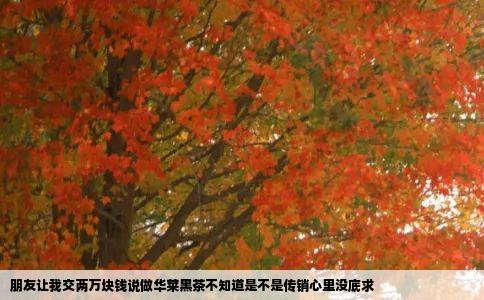 朋友让我交两万块钱说做华莱黑茶不知道是不是传销心里没底求