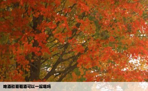 啤酒和葡萄酒可以一起喝吗