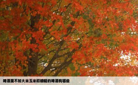 啤酒里不加大米玉米和糖精的啤酒有哪些