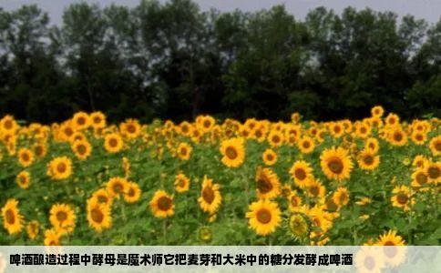 啤酒酿造过程中酵母是魔术师它把麦芽和大米中的糖分发酵成啤酒