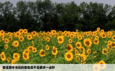 普洱茶冲泡后的茶色是不是要浓一点好